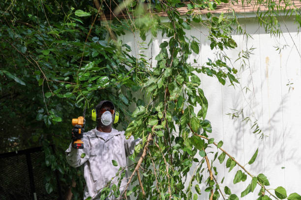How Our Tree Care Process Works  in  Ogden Dunes, IN